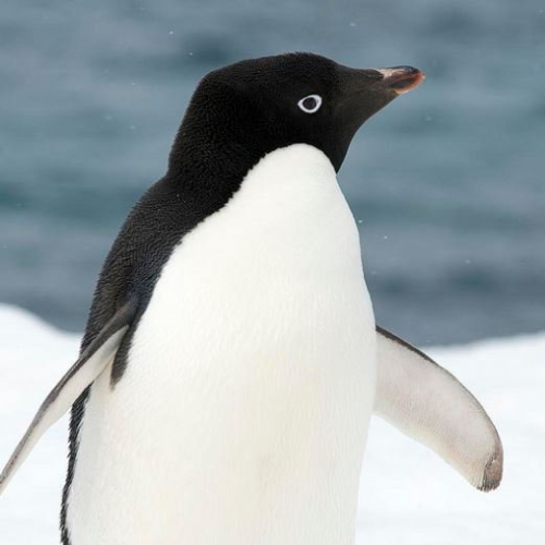 Adélie Penguin