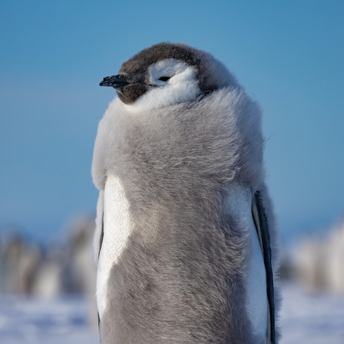 Emperor Penguin