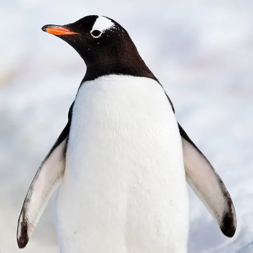 Gentoo Penguin