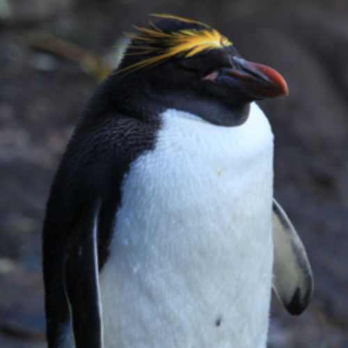 Macaroni Penguin
